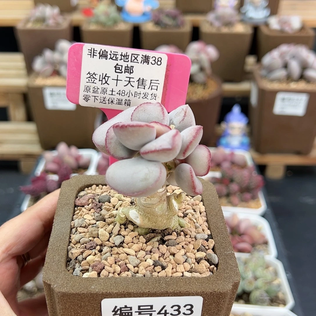 433白肌红蛋多肉植物