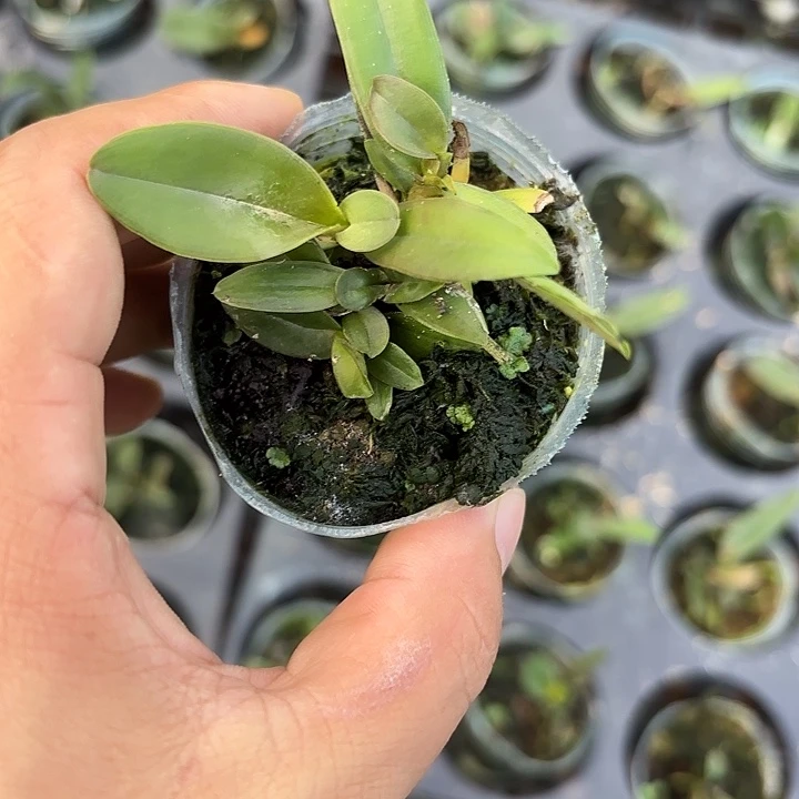 完全开放舒罗卡特兰