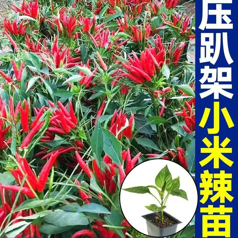 正宗特辣小米辣苗秧四季簇生红包小辣椒烈焰朝天椒种子四季盆栽