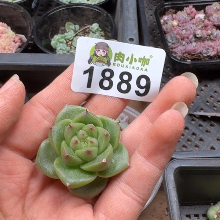 虹***无花朵多肉植物多肉植物
