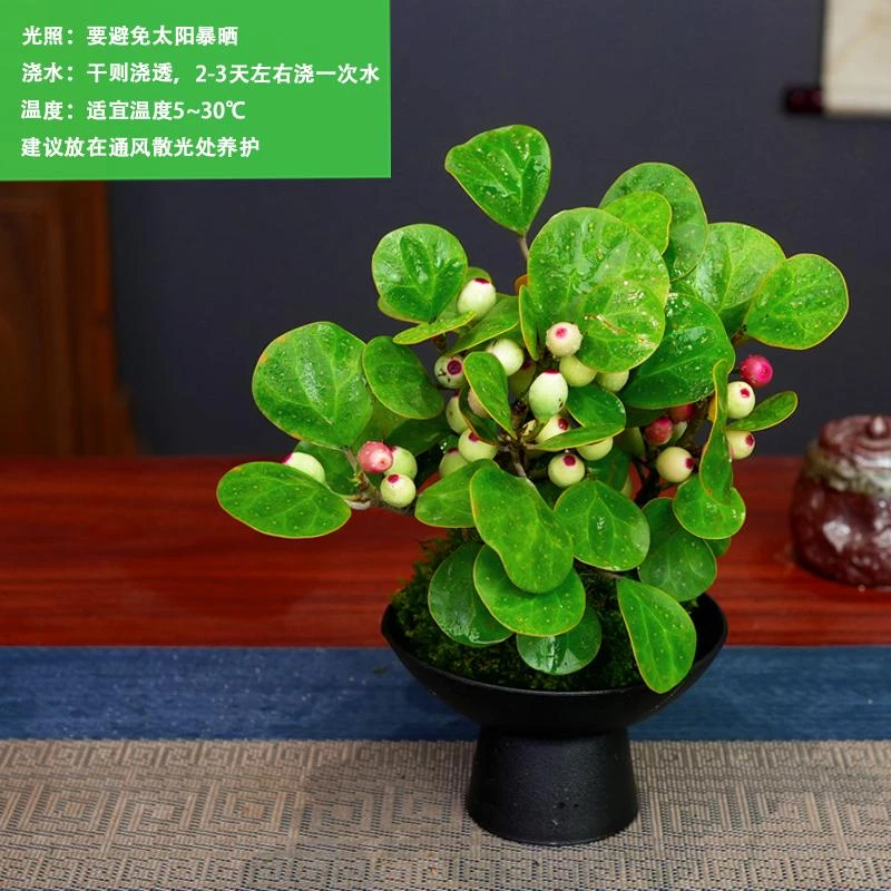 小盼菩提绿植室内盆栽盆景菩提树中式禅意桌面摆件