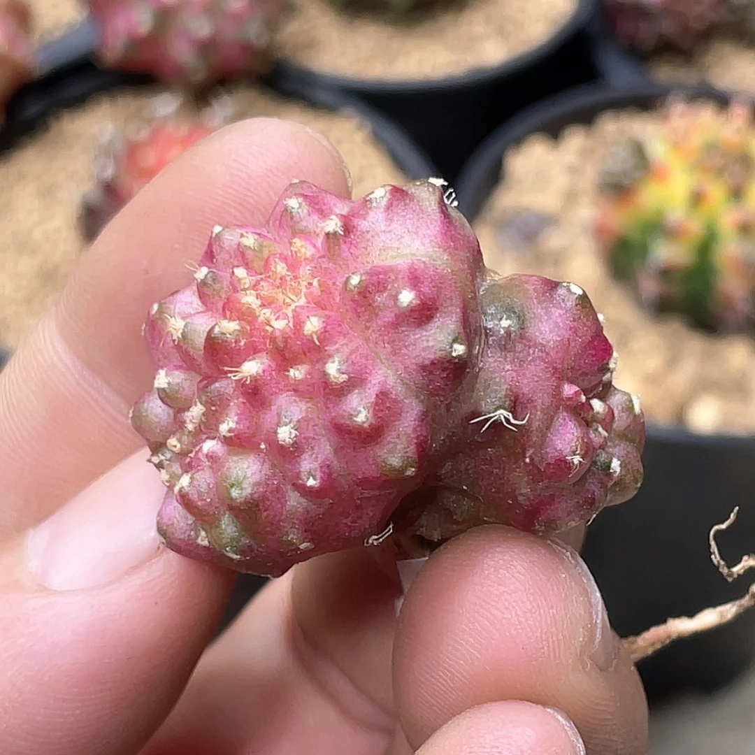 无花朵泰系实生根，轮回缀化
