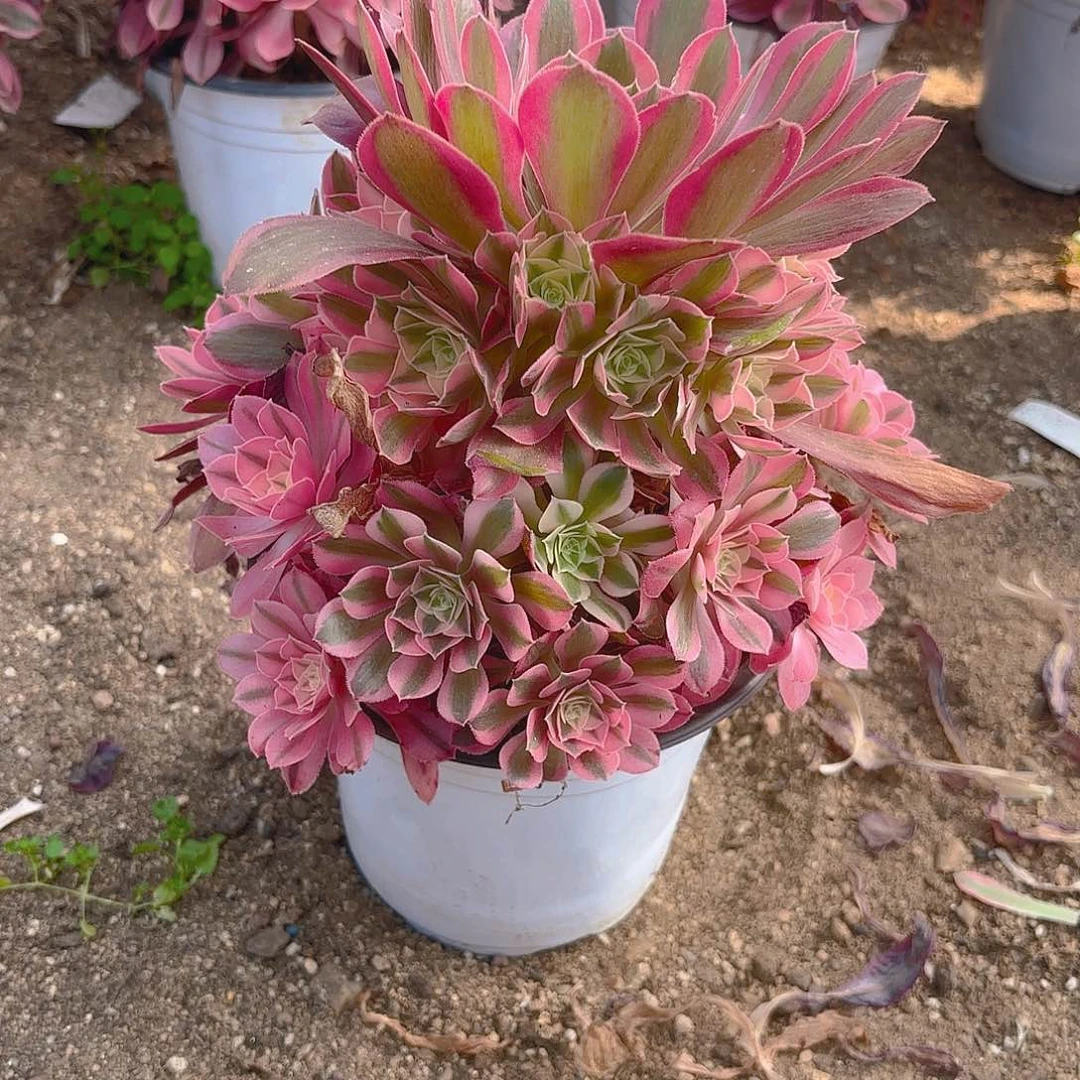 女巫多肉植物手捧