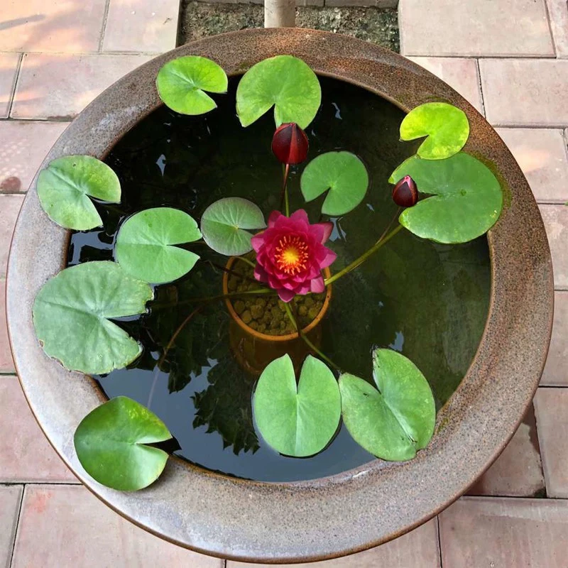 睡莲水培植物室内大睡莲根块鱼缸大型池塘莲花