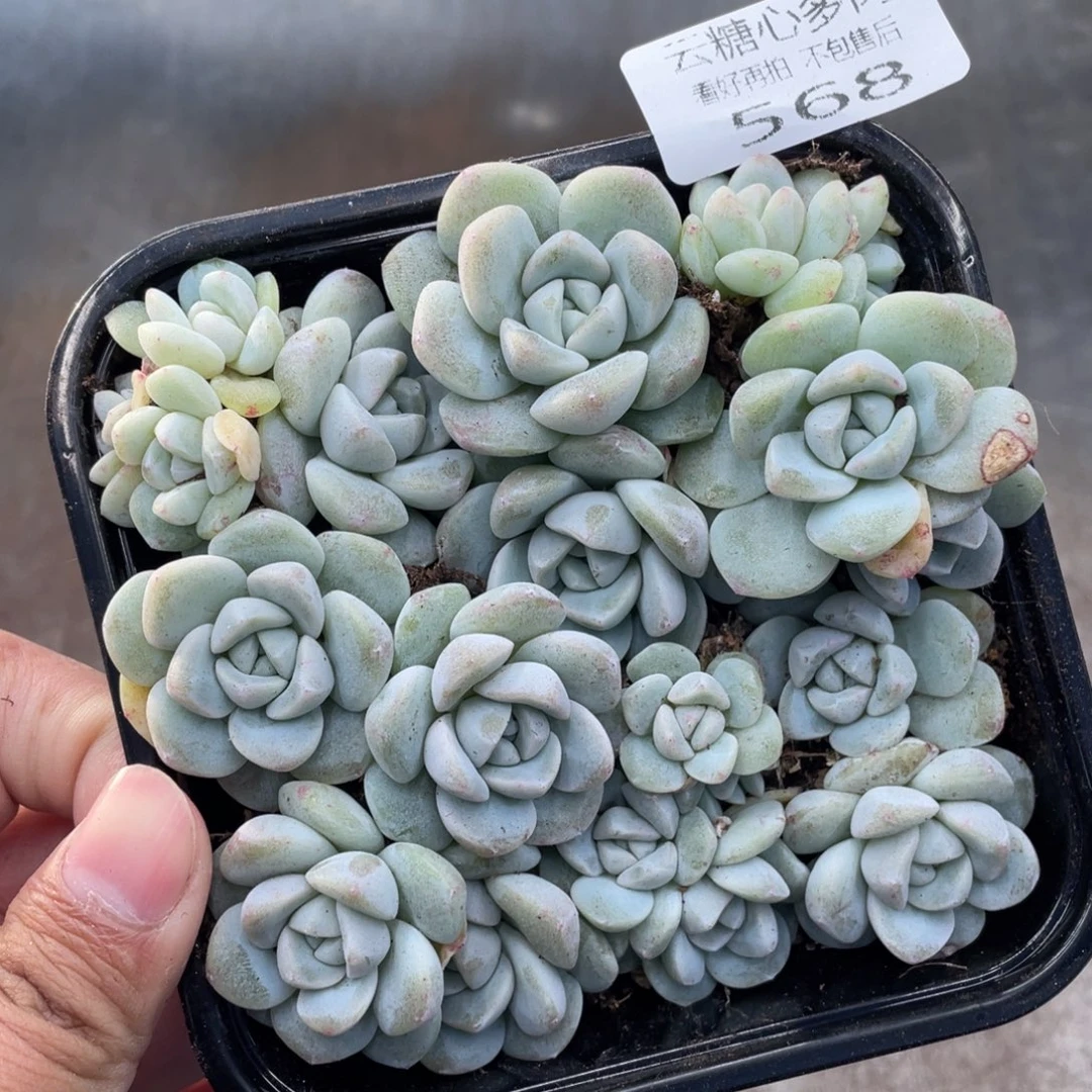 云糖心多肉植物568