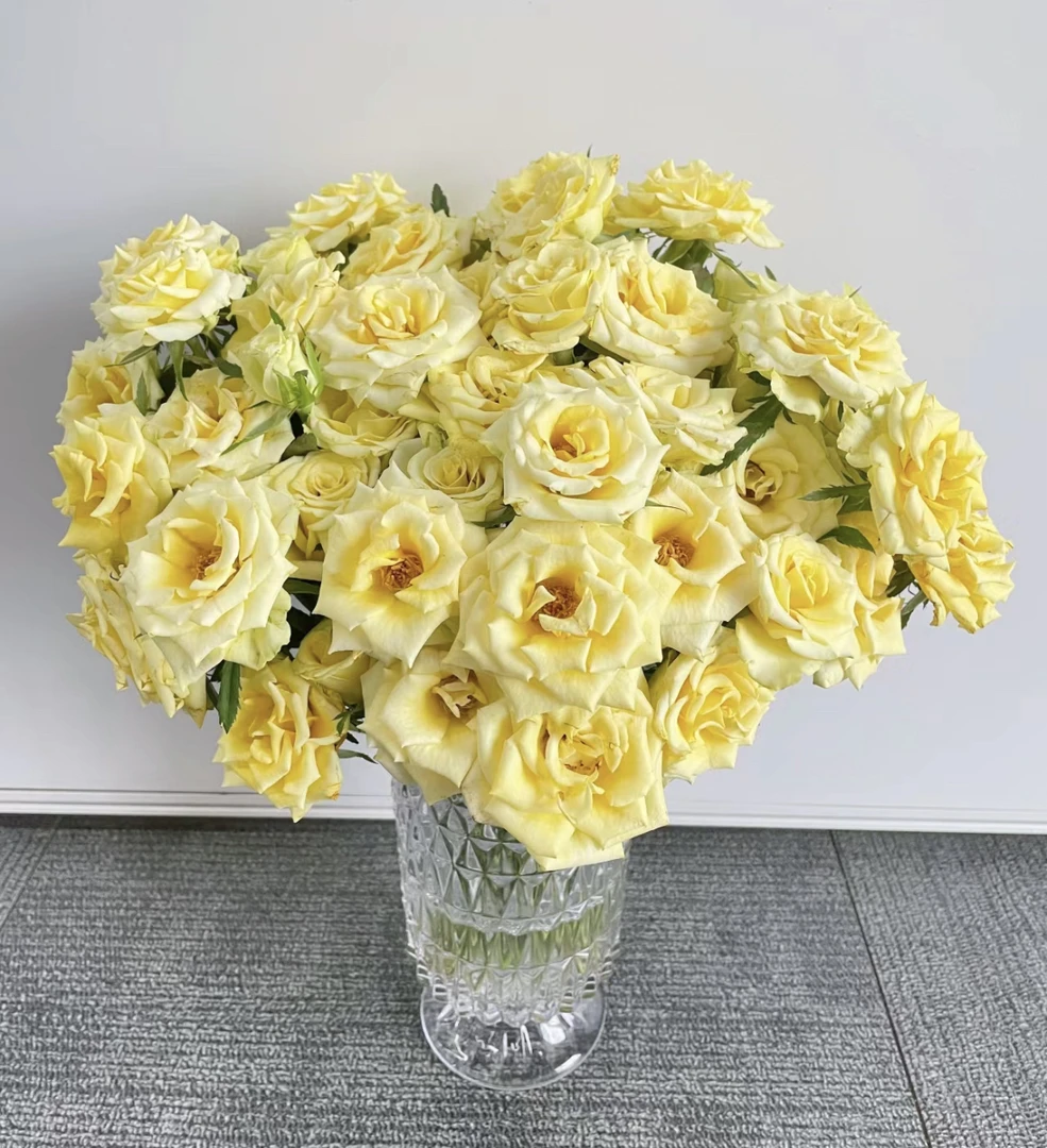 （曼）  黄金时代8支+2支防损 鲜花任意满2单包邮