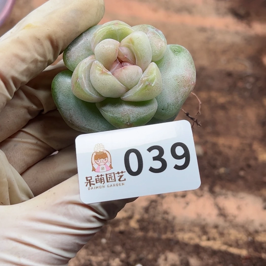 玲*多肉植物多肉植物