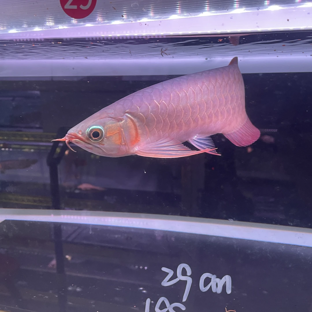 观赏鱼大湖血红龙活鱼29cm，芯片证书齐全，就是图片这条鱼