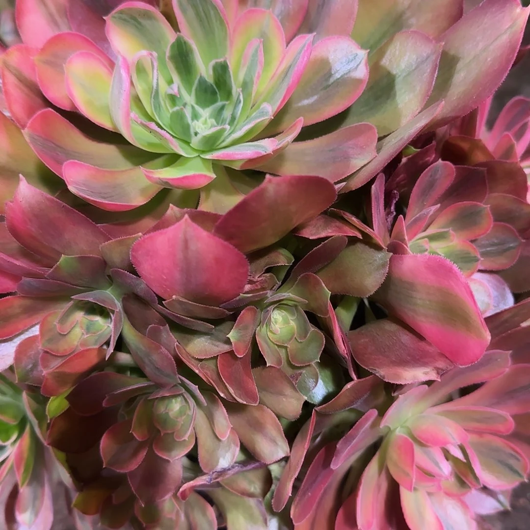 多肉植物菊花台247