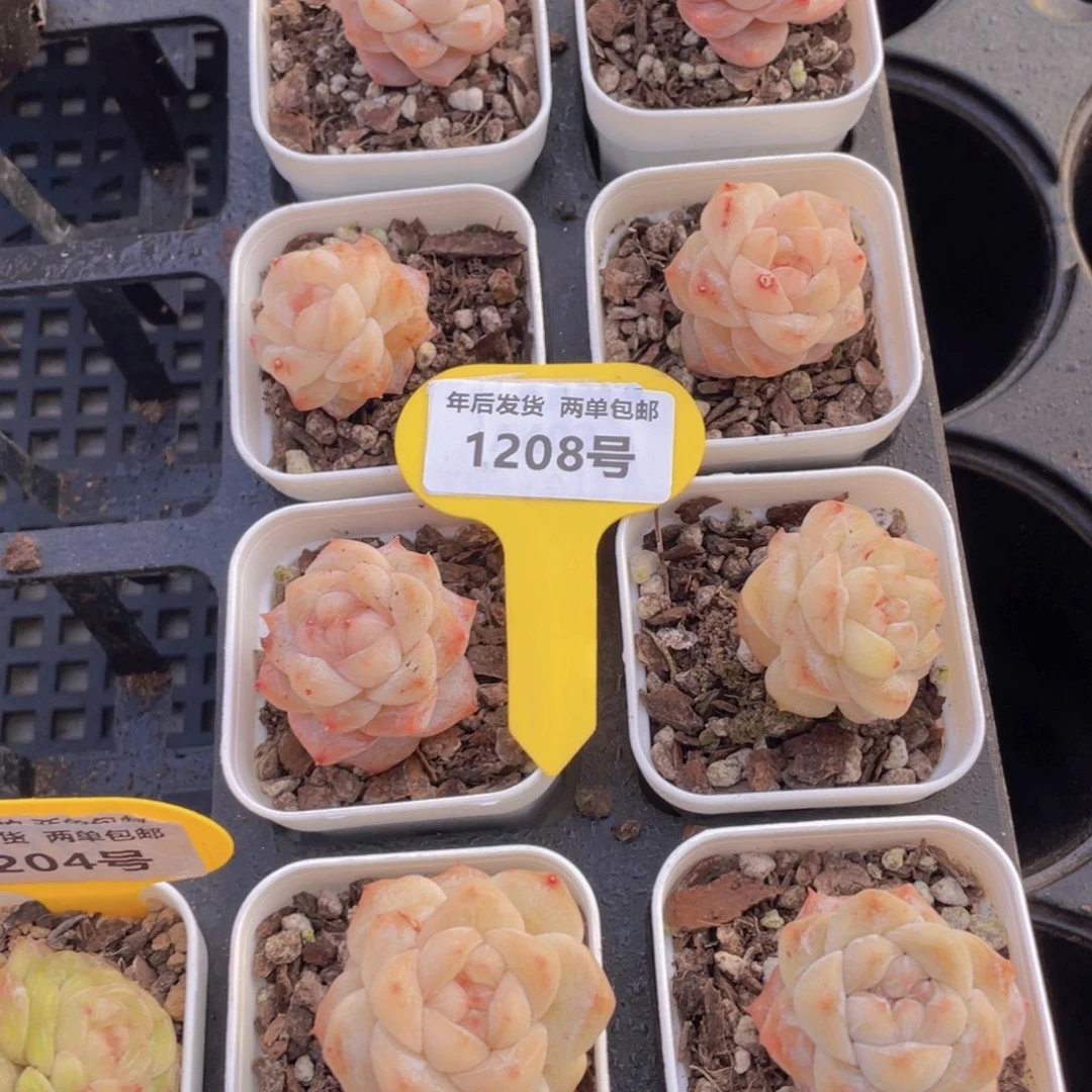 1208号 福利珍妮粉钻两个