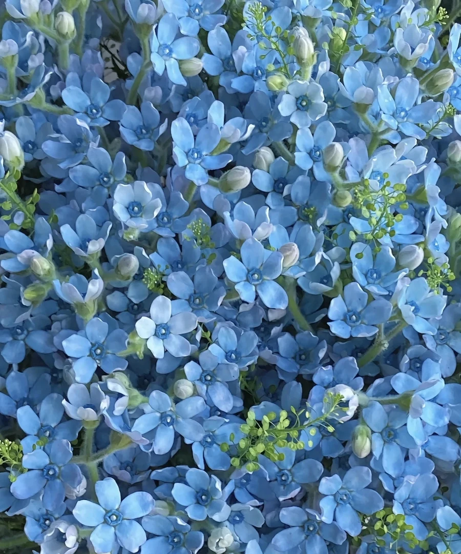 【蓝星花】云南鲜花直发夏日浪漫任意两单顺丰包邮