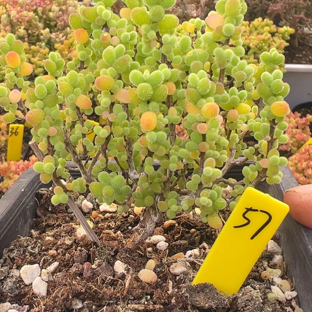 金桔糖球57号9.5cm盆