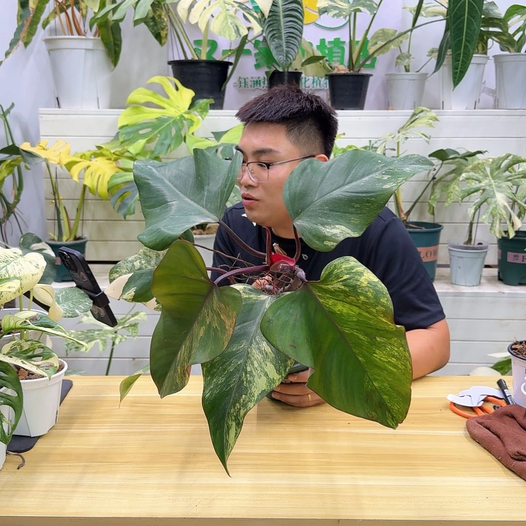无花朵华*草莓奶昔A10