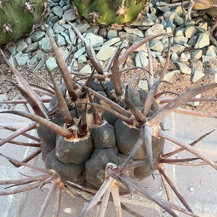 守金摩天龙。苗接落地自根出根芽。