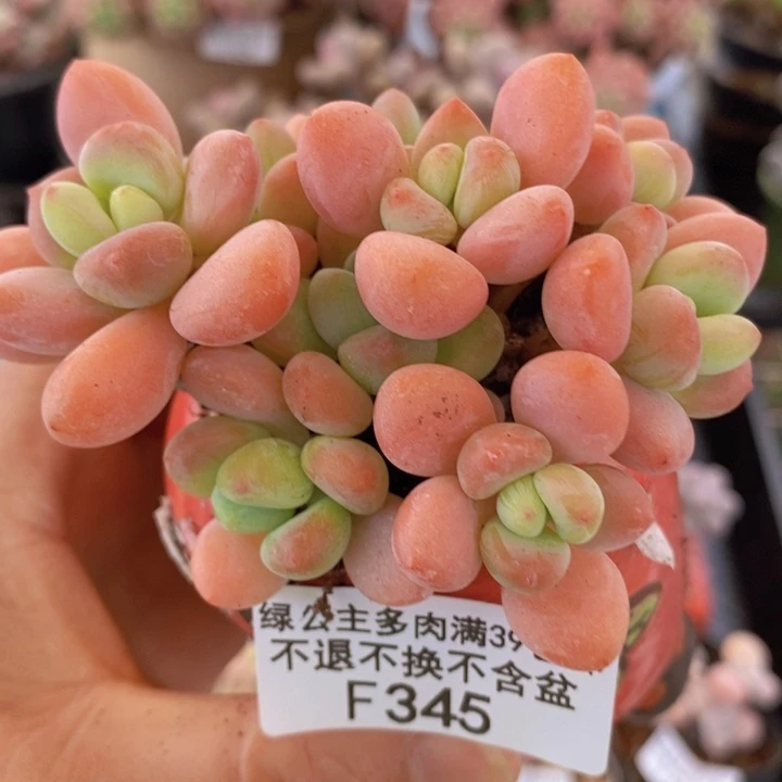 橘子香水洛神7cm345多肉植物