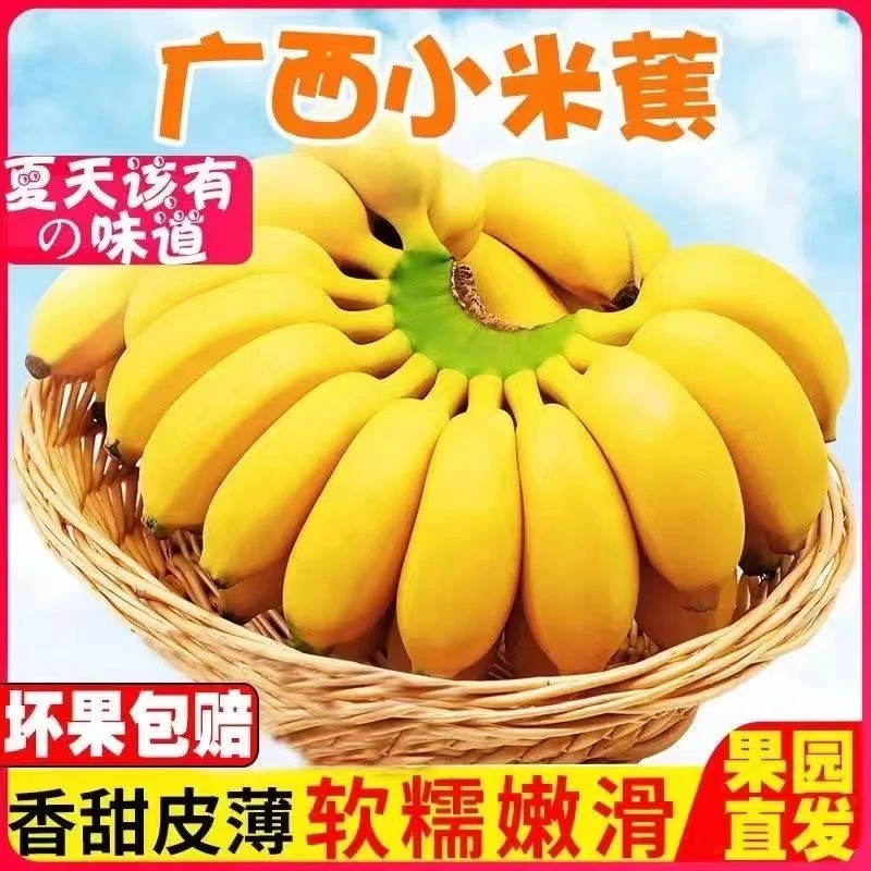 【刀刀山货】广西正宗小米蕉当季催熟不打药水果新鲜香甜蕉水果