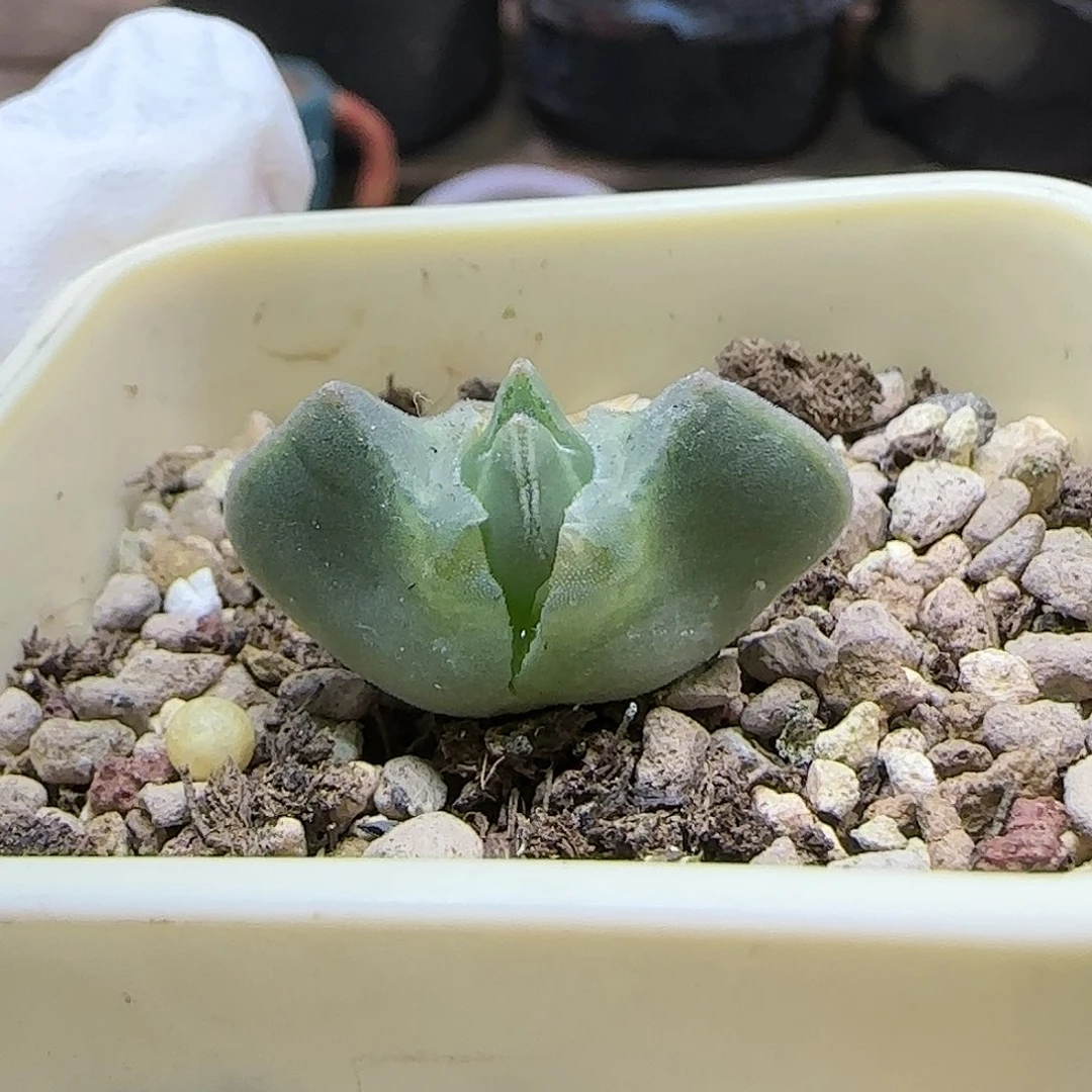 醋***桃11.17. 空蝉 .9057