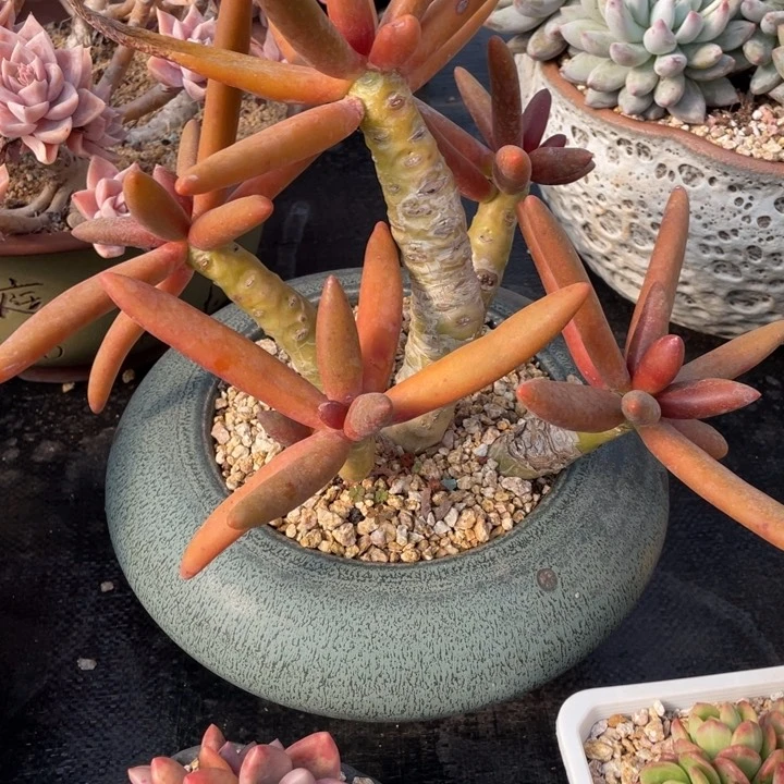 田*弥一物一一拍一拍