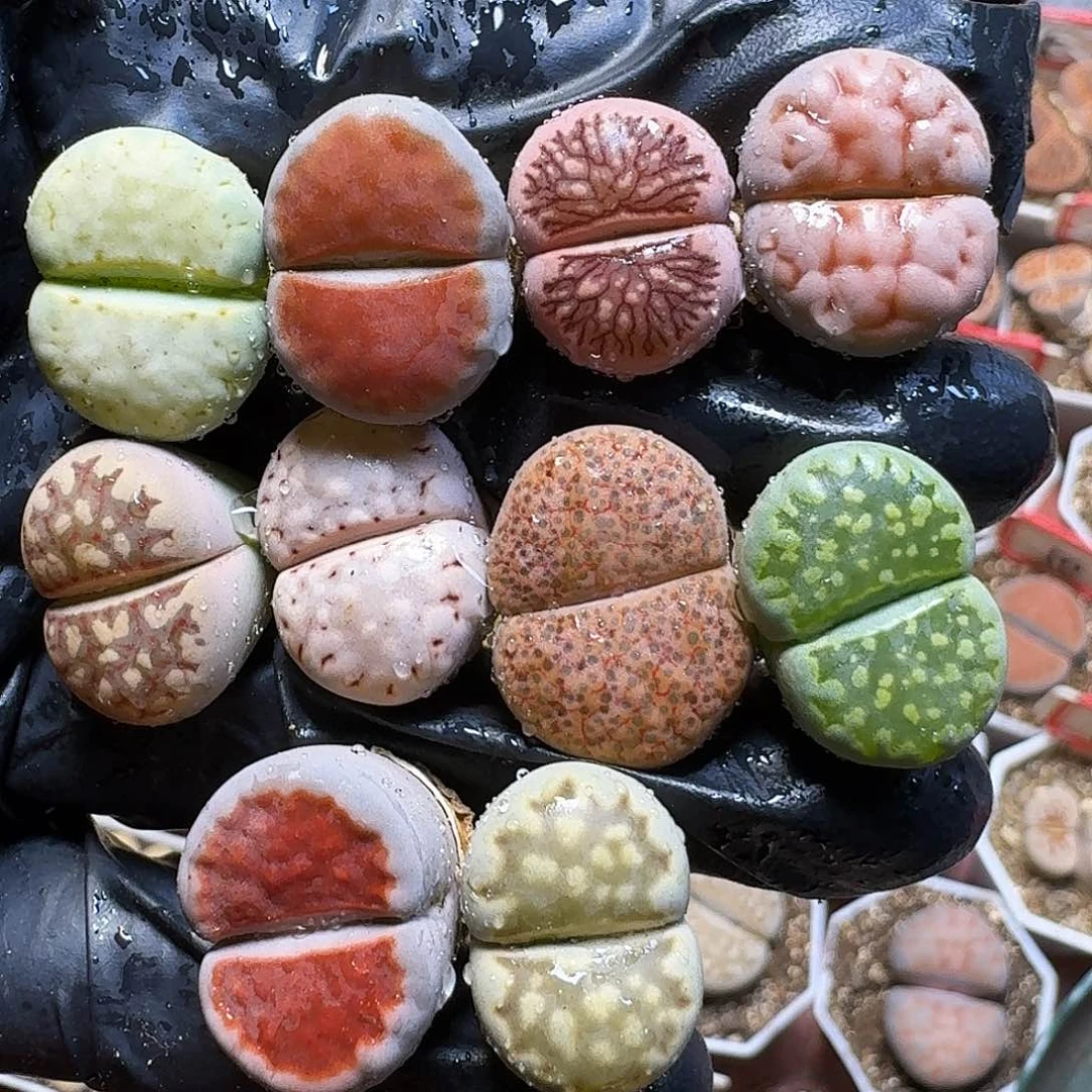 生石花等植物1111111。  182