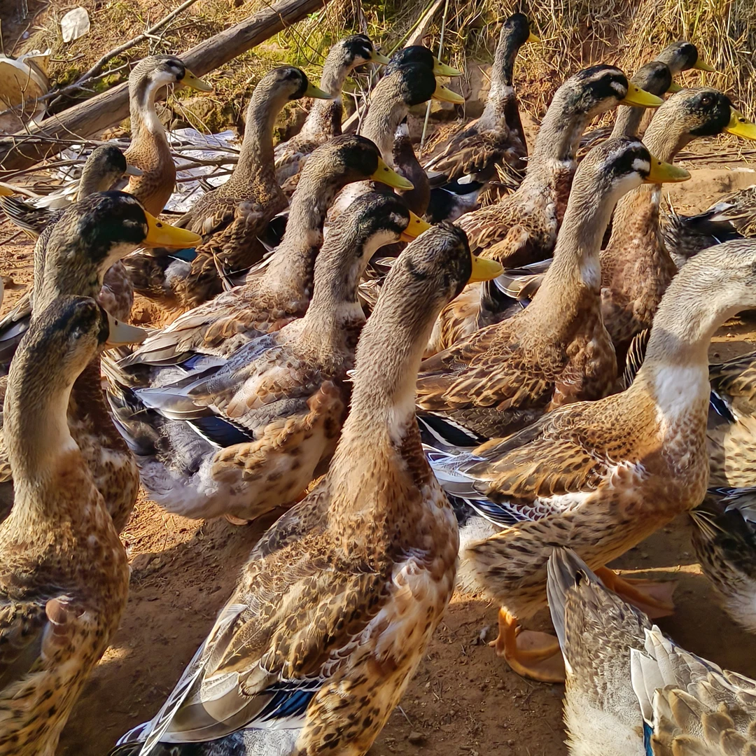 农村自家散养土麻鸭