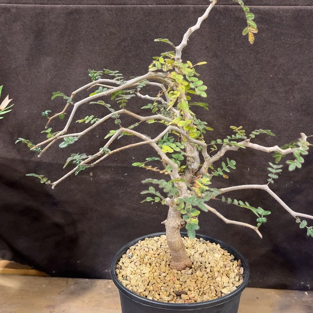 汤圆植物滔天橄榄好看