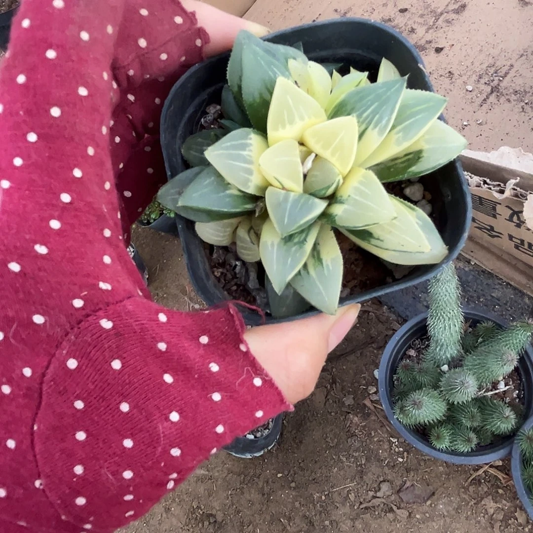 杜呃呃呃呃呃呃呃呃呃