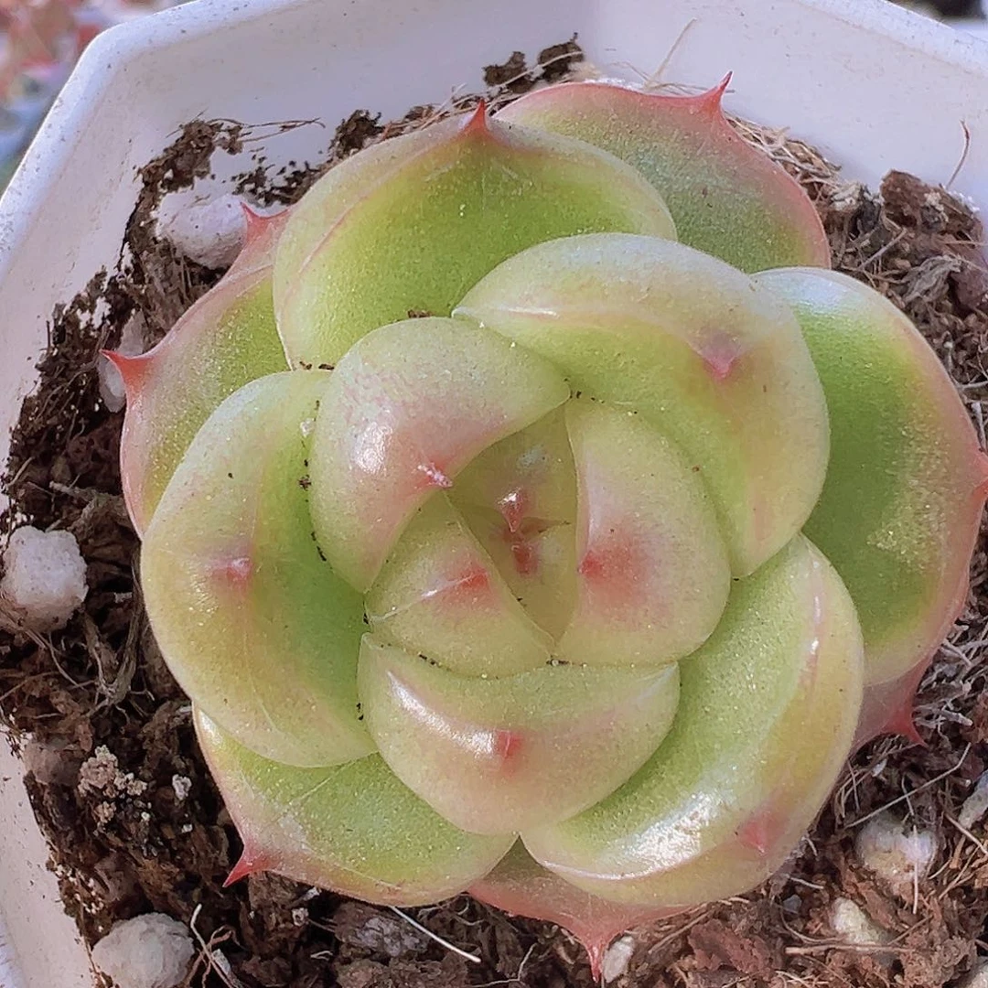 灯泡珍妮19包邮多肉