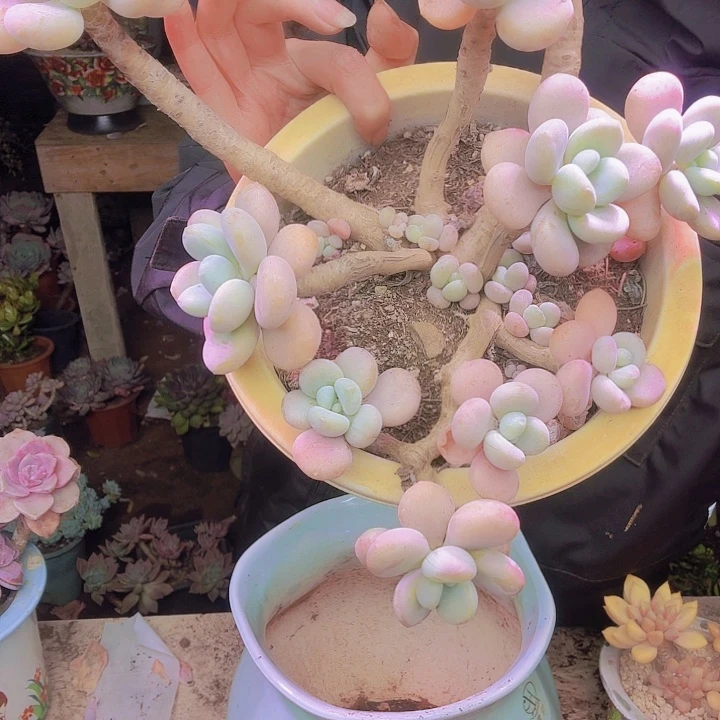 小***y香水老桩落神多肉植物