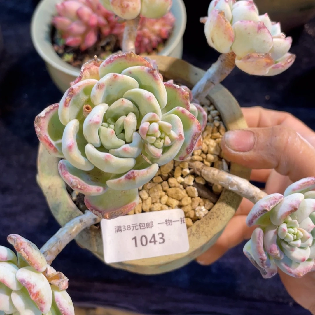 应***。1043千山雪群生多肉植物