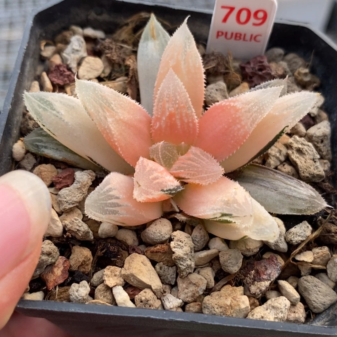 709糊斑白帝城锦一物一拍