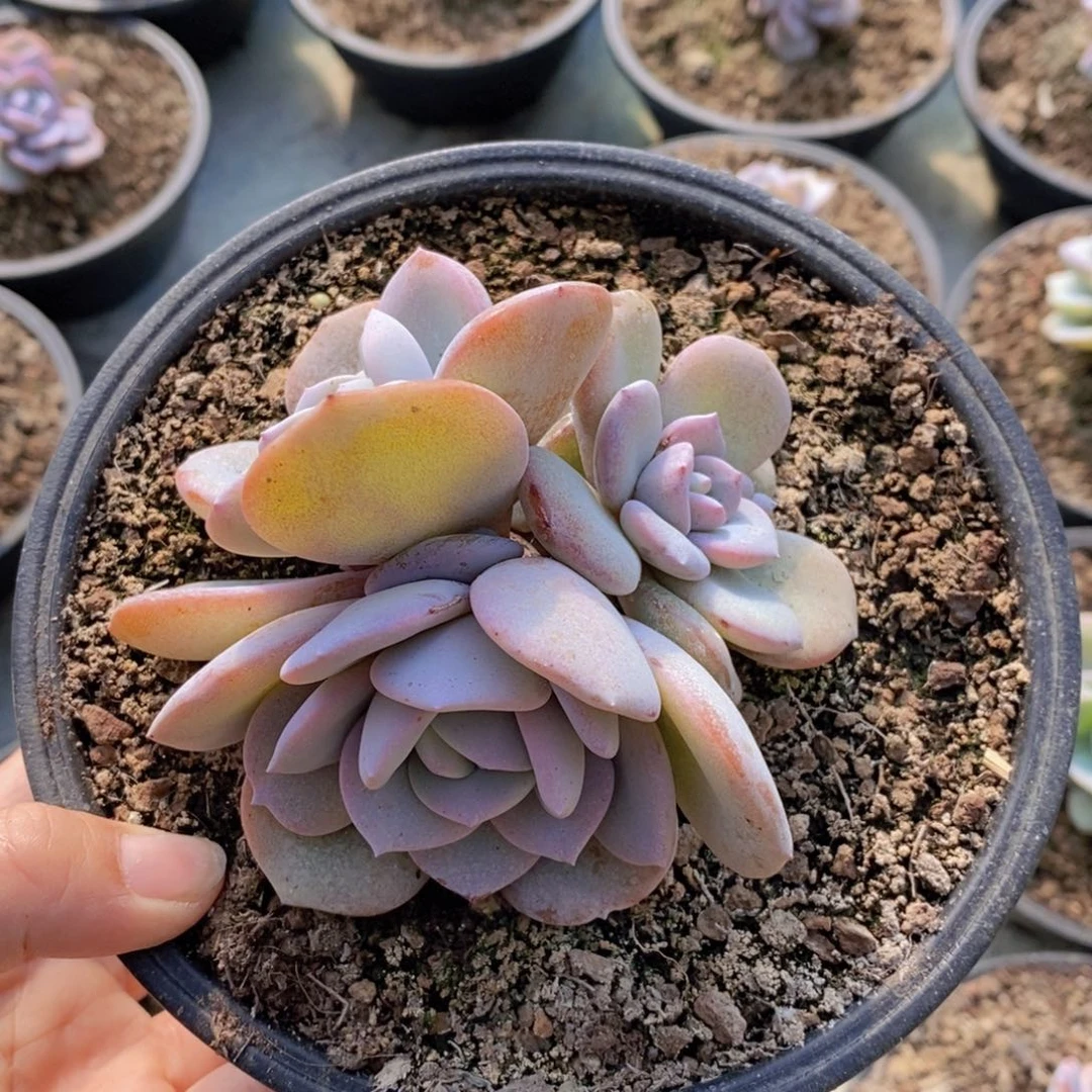 甜**i多肉植物11111111111111