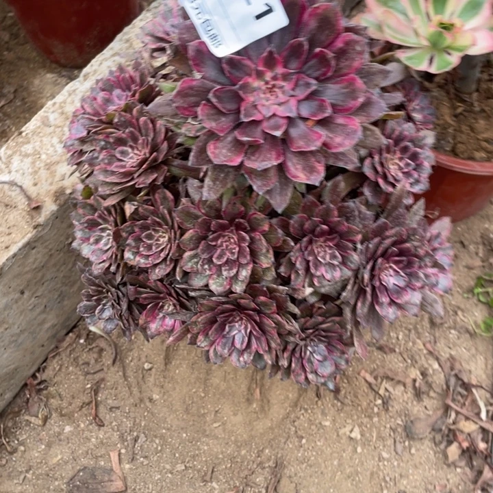 多肉紫霞仙子法师521