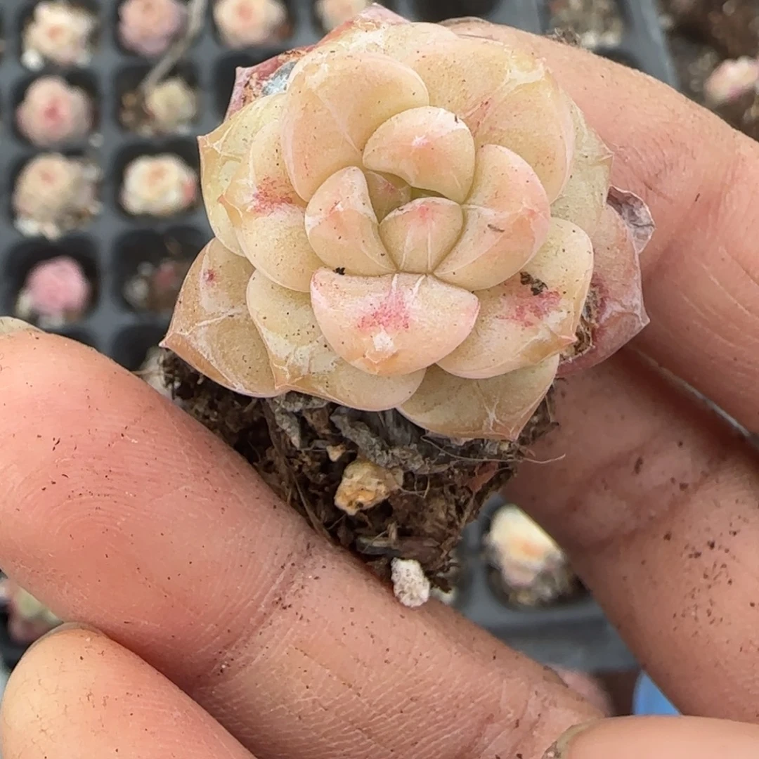 多肉小卡拉米糖心一物一拍