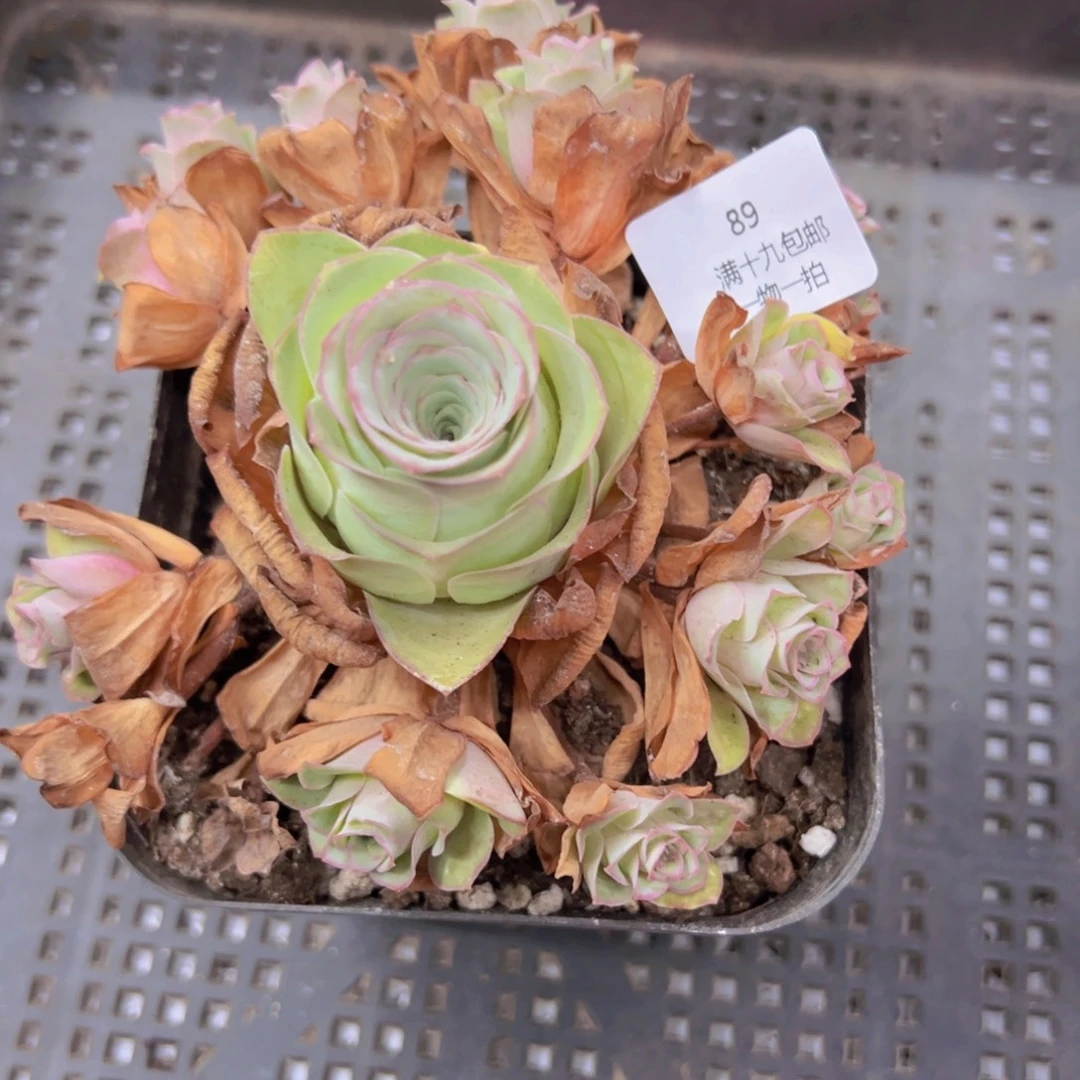 89 侧牙掉了不包损无售后