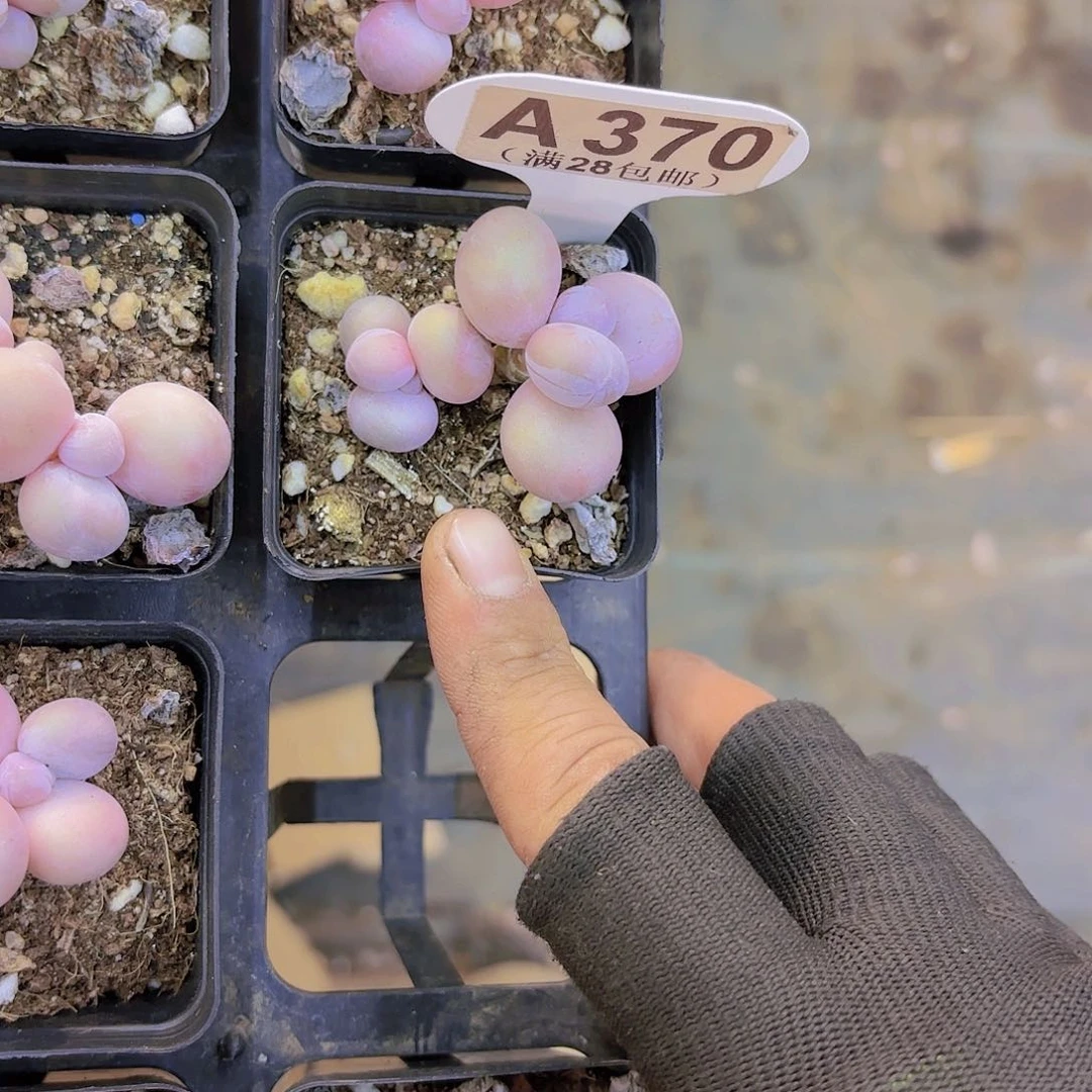 A370水光针一物一拍