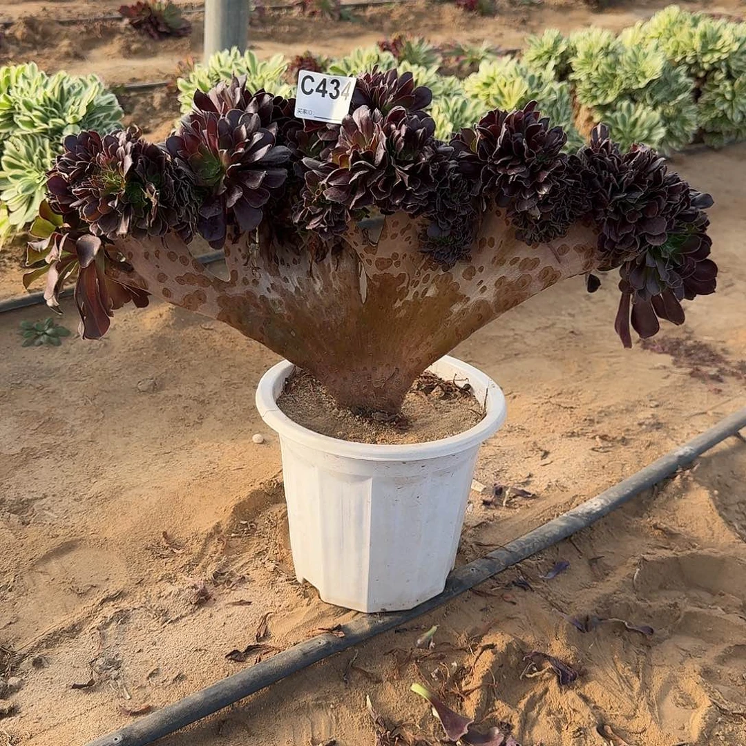 434欧紫有伤一颗呀呀呀呀