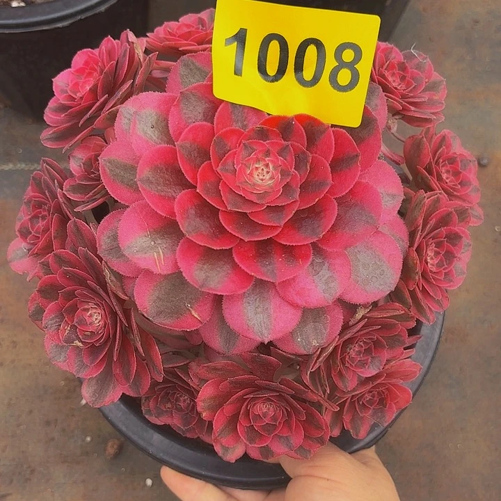 多肉植物荔枝1008号