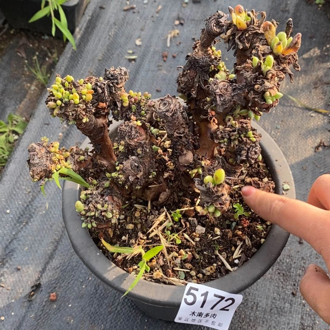 木***子5172瑕疵无售后哈哈