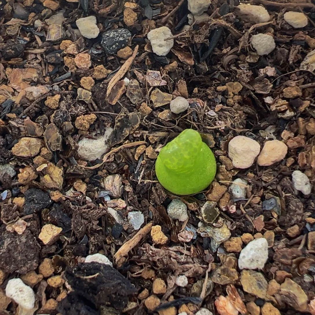 阿***咪小葫芦多肉植物带盆