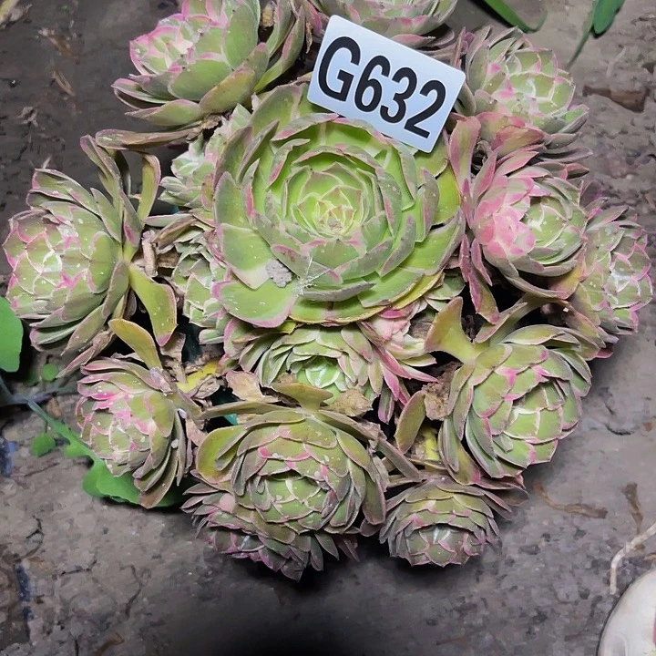 万紫法师13-25包邮