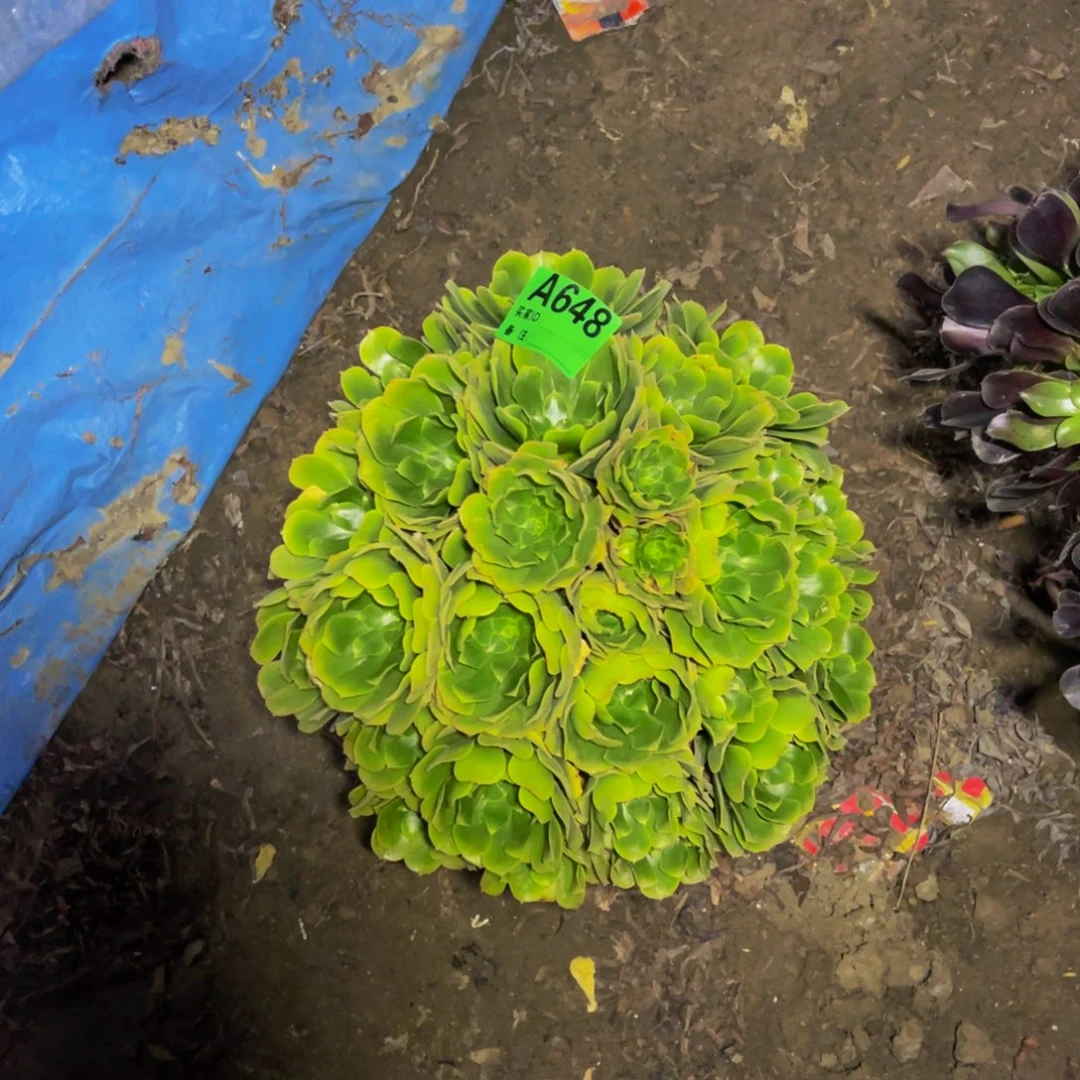 绿杨蓉法师朵朵1-30