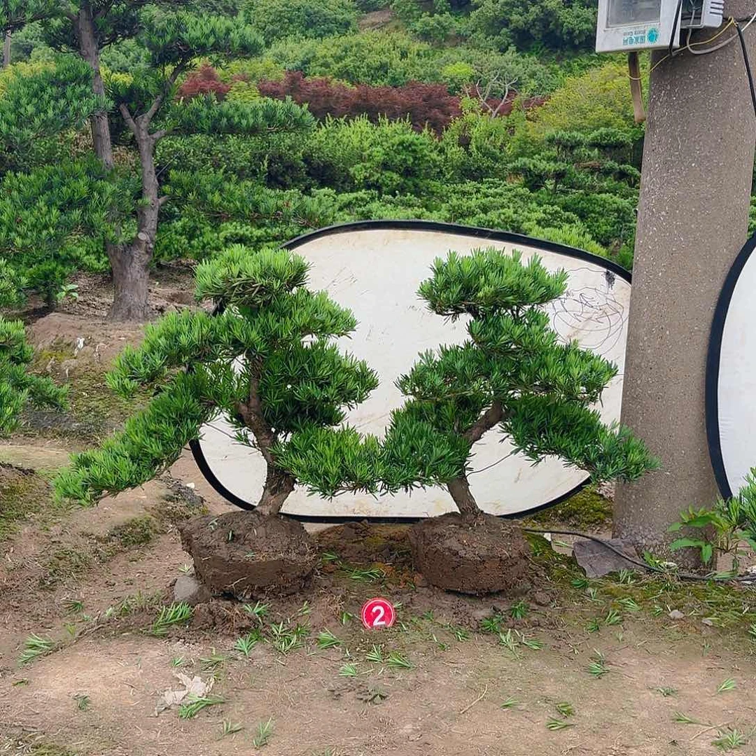 无花朵酒***生125874669856688569856