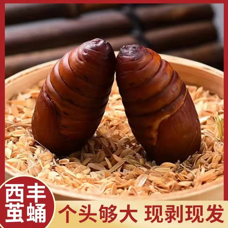 东北特产西丰鲜活柞树茧蛹大黄大黑蚕蛹高蛋白营养丰富包邮