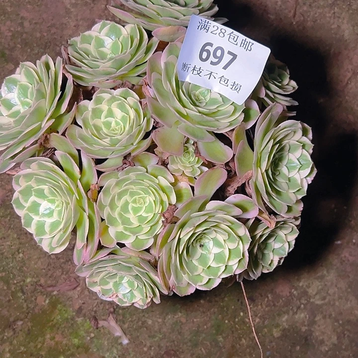 ❀***.697海王多肉植物保护