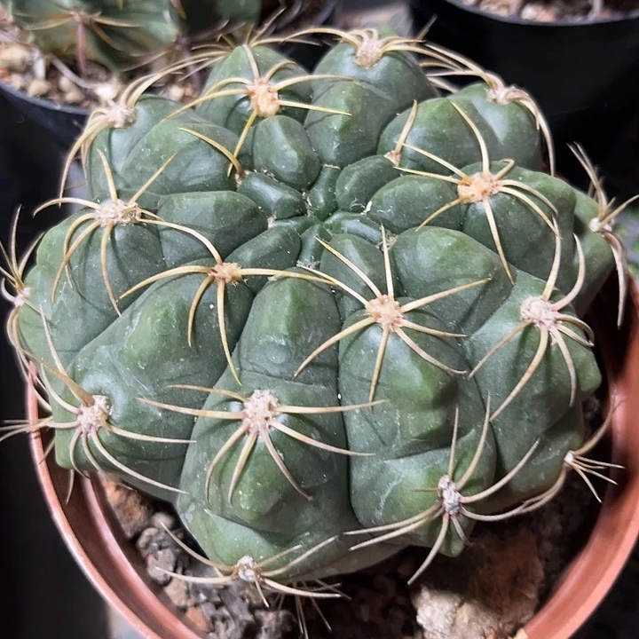 大单头海王zzzzzzz