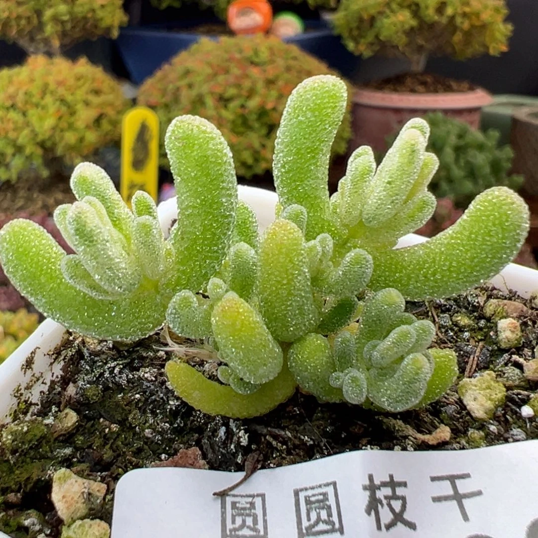 dy5883小可爱冰晶锦冠幅4.5cm