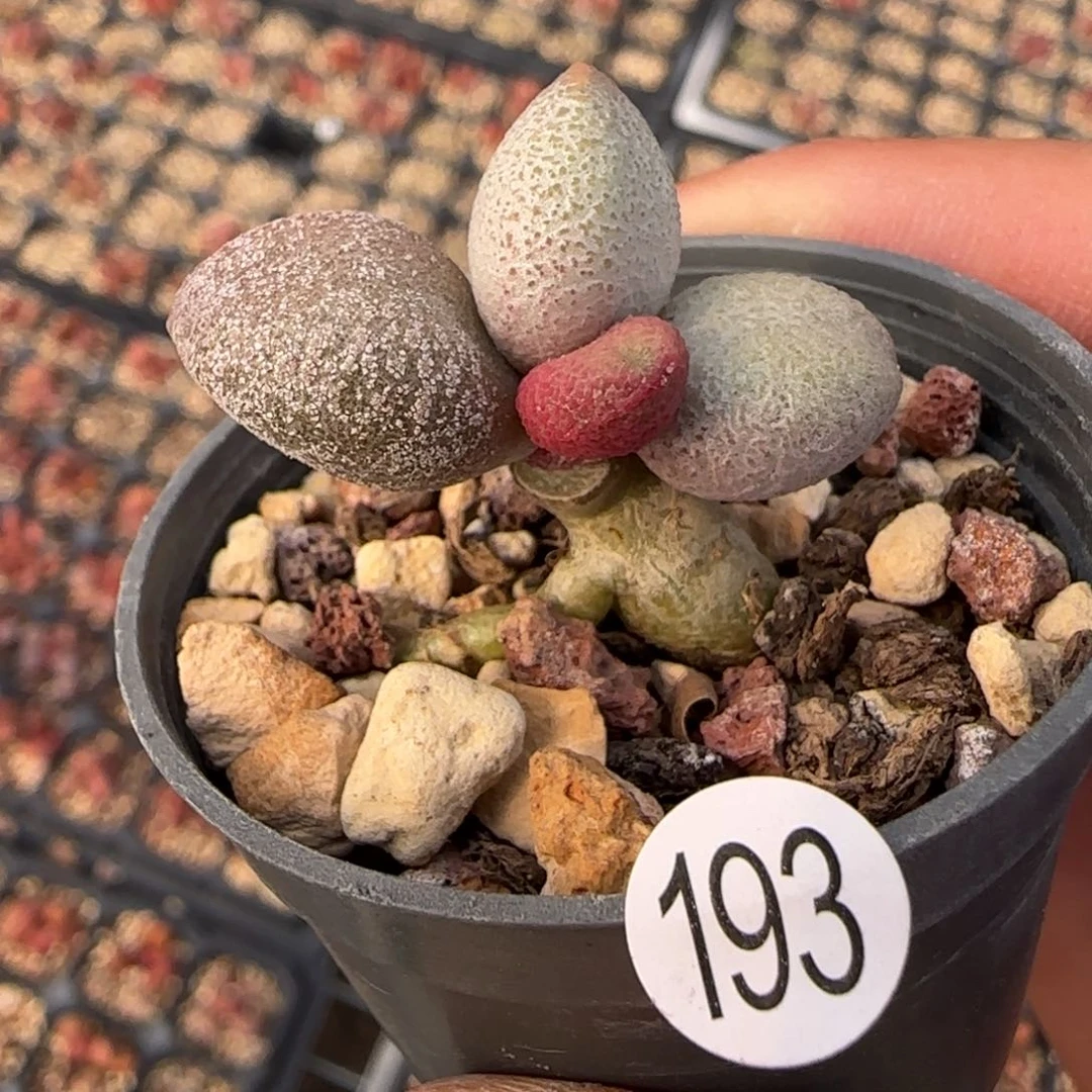 奶糖水泡多肉植物193