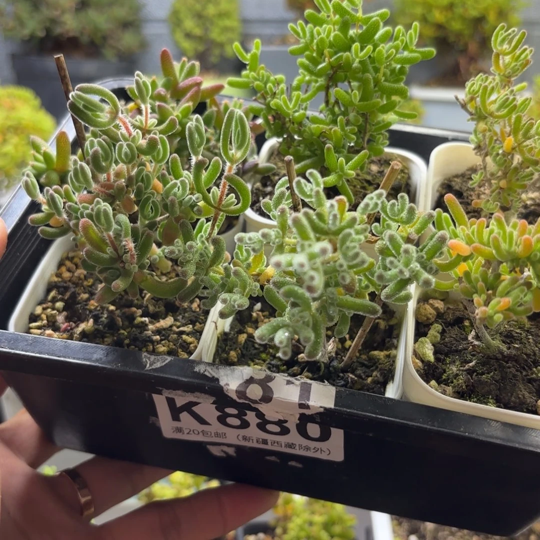 白***露880新手套餐福利组合