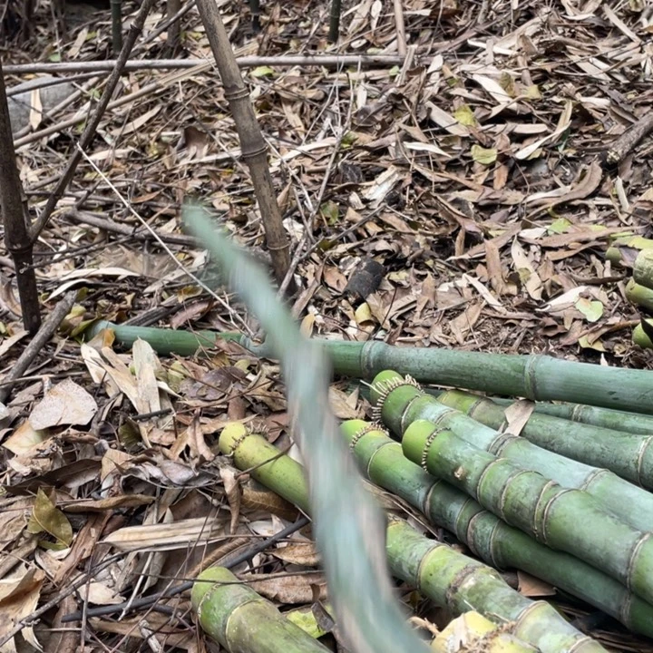 实心竹异形哇哇哇大的