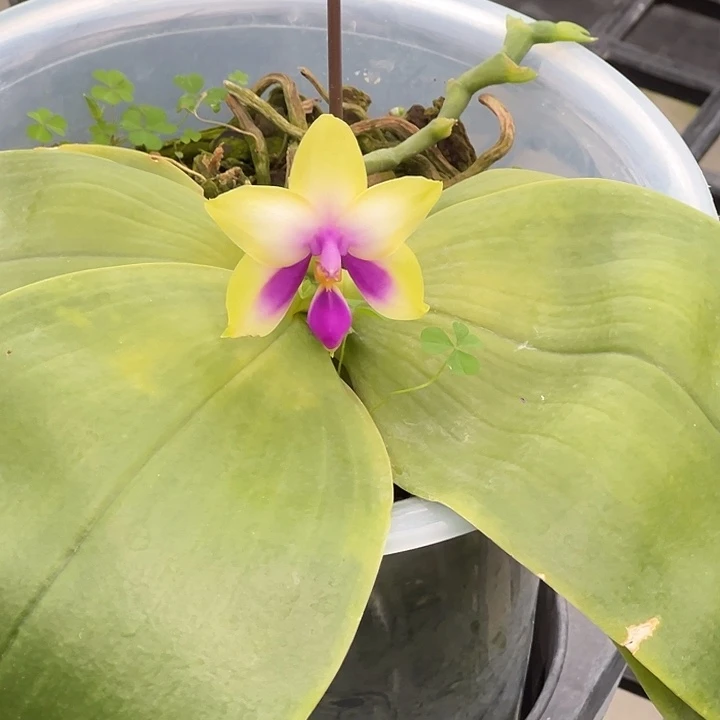 完全开放蓝贝开花